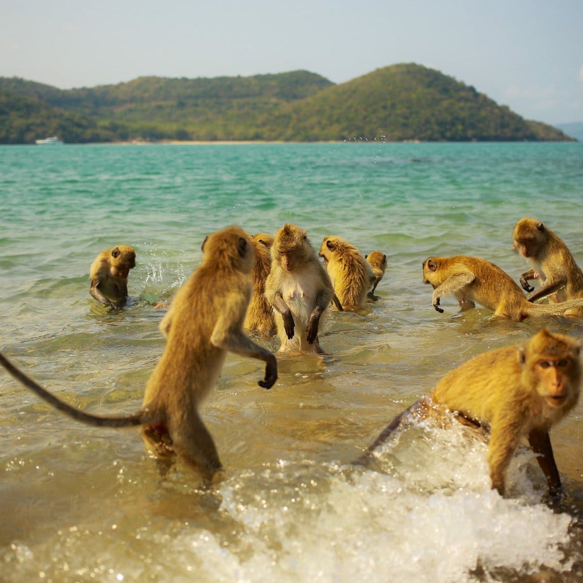 Monkey Island
