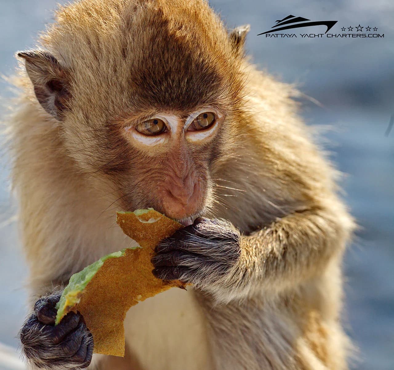 Monkey Island